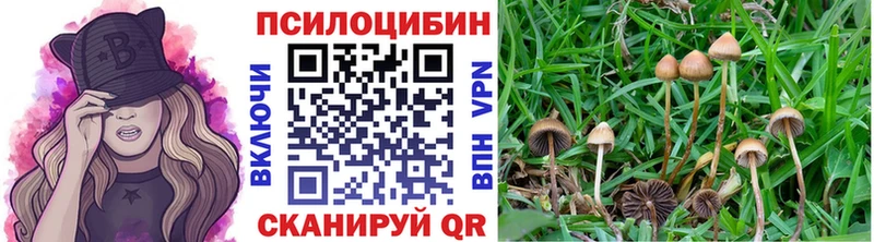 Псилоцибиновые грибы Psilocybine cubensis  Венёв 